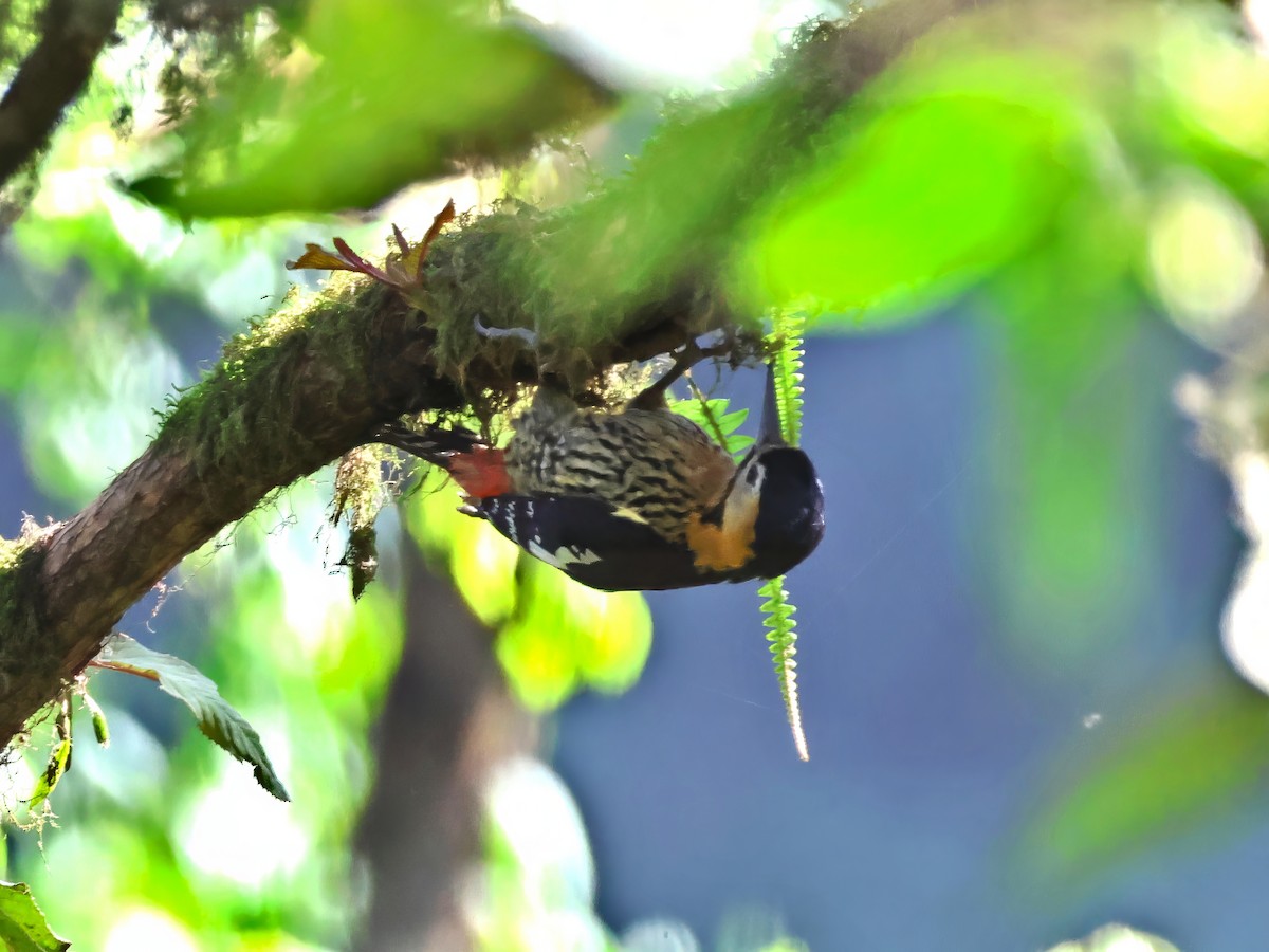 Darjeeling Woodpecker - ML621545649