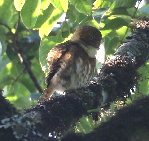 Collared Owlet - ML621545702