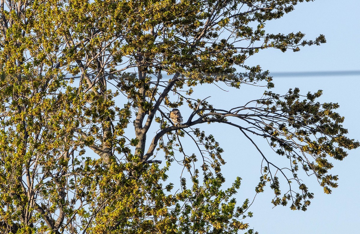 Ferruginous Hawk - ML621545704