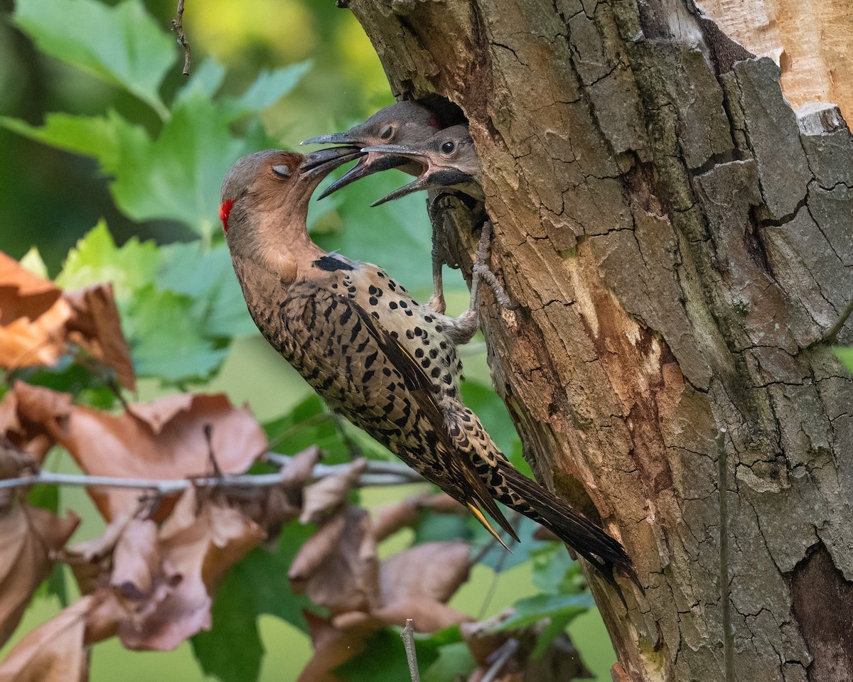 Northern Flicker - ML621545757