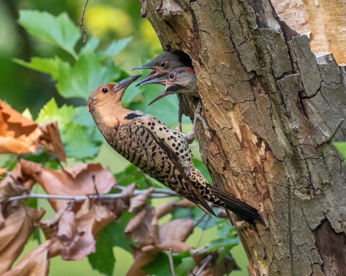 Northern Flicker - ML621545758