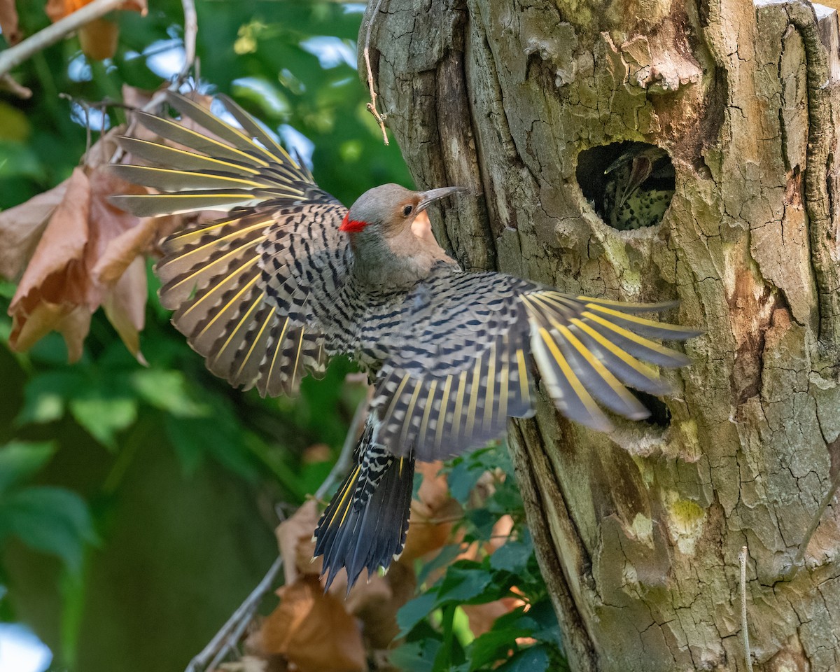 Northern Flicker - ML621545759