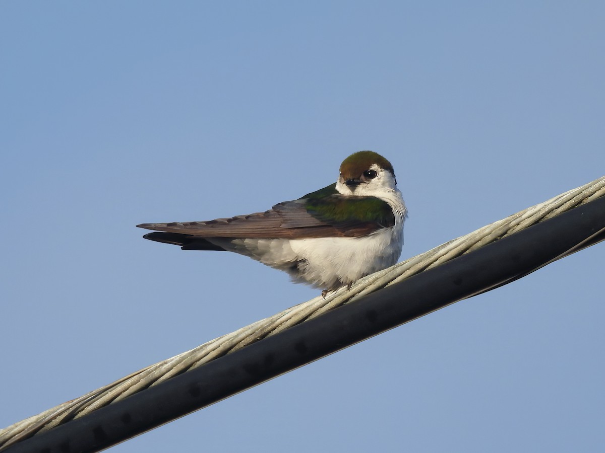 Violet-green Swallow - Zac Denning