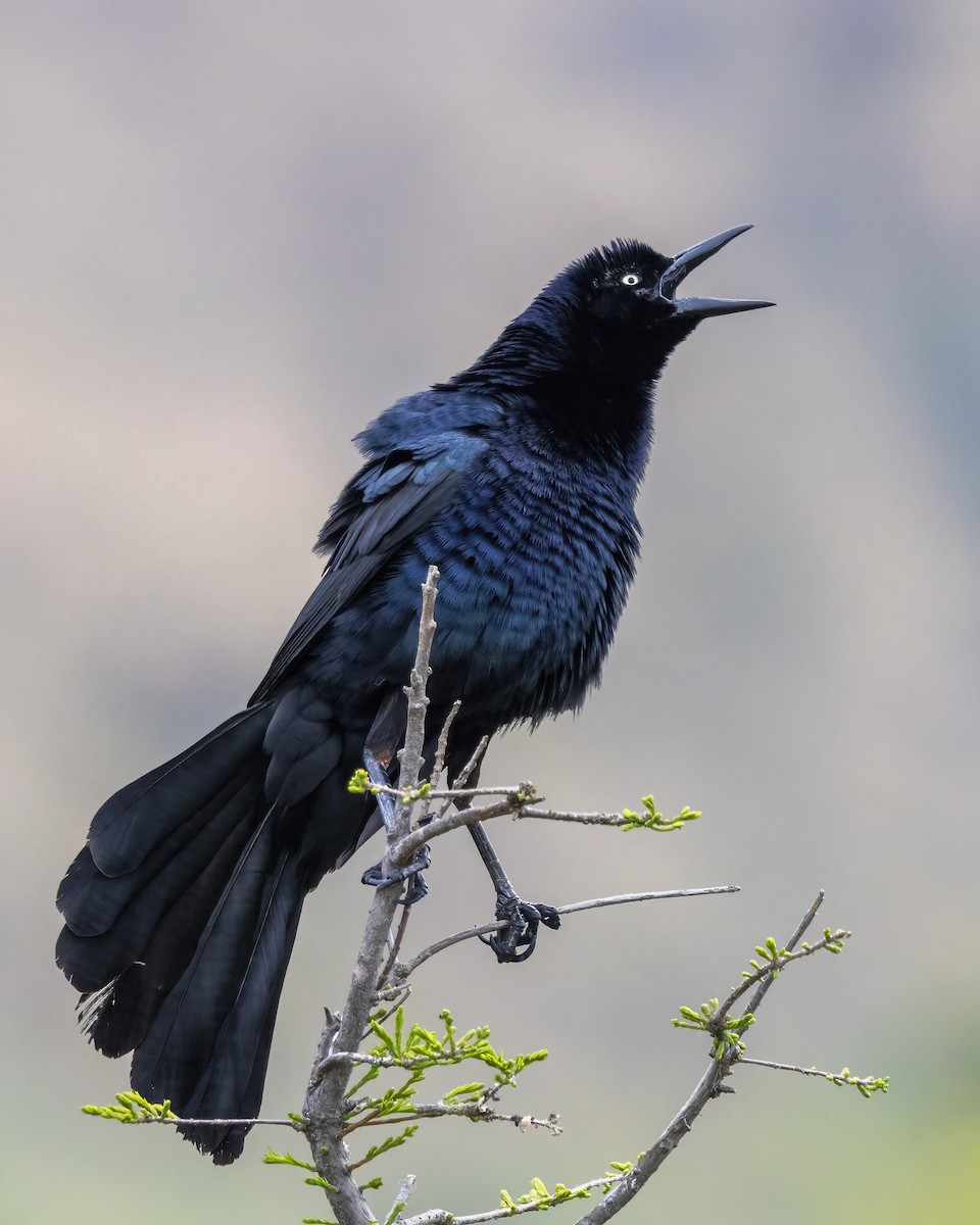 Great-tailed Grackle - ML621545782