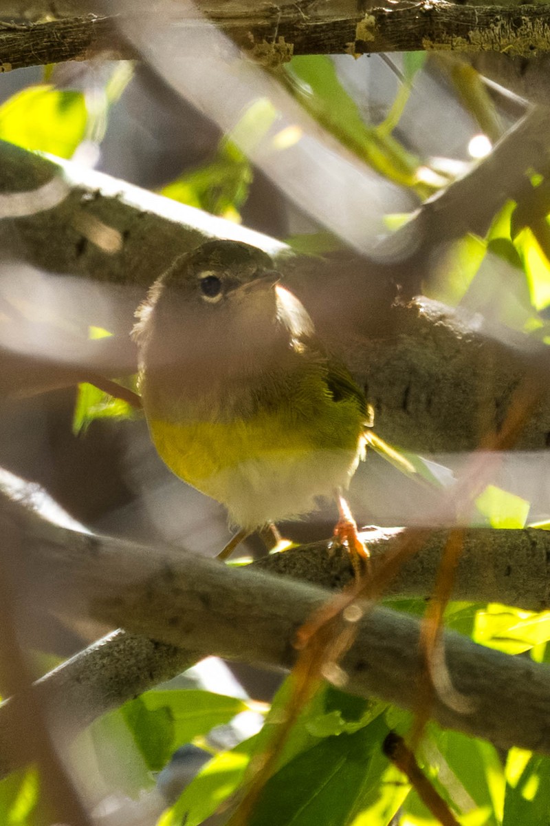 MacGillivray's Warbler - Gene Tortelli