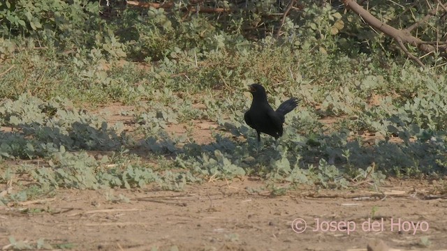 Alzacola Negro - ML621545816