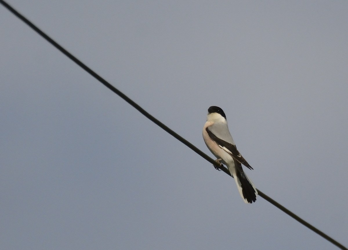 Lesser Gray Shrike - ML621545904