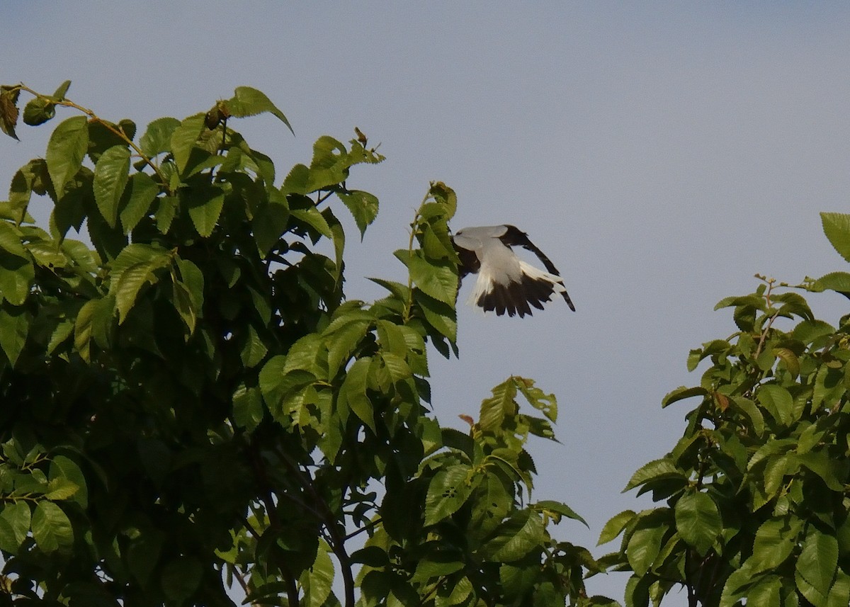 Lesser Gray Shrike - ML621545905