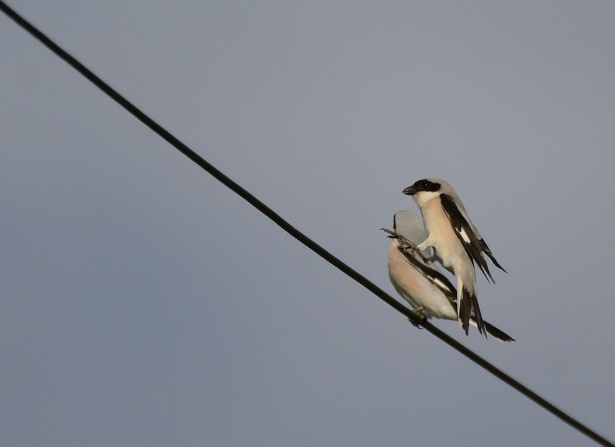 Lesser Gray Shrike - ML621545906