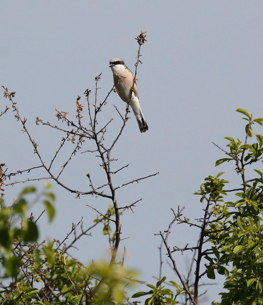 Lesser Gray Shrike - ML621545907