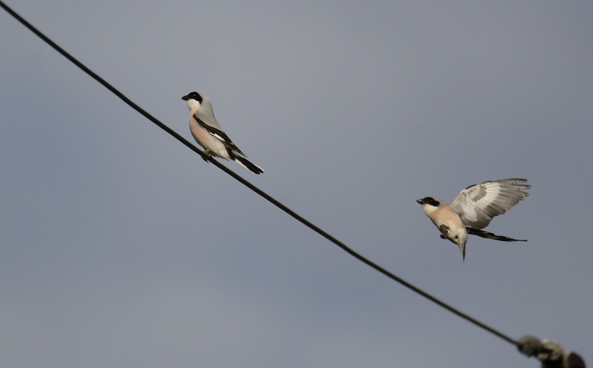 Lesser Gray Shrike - ML621545908