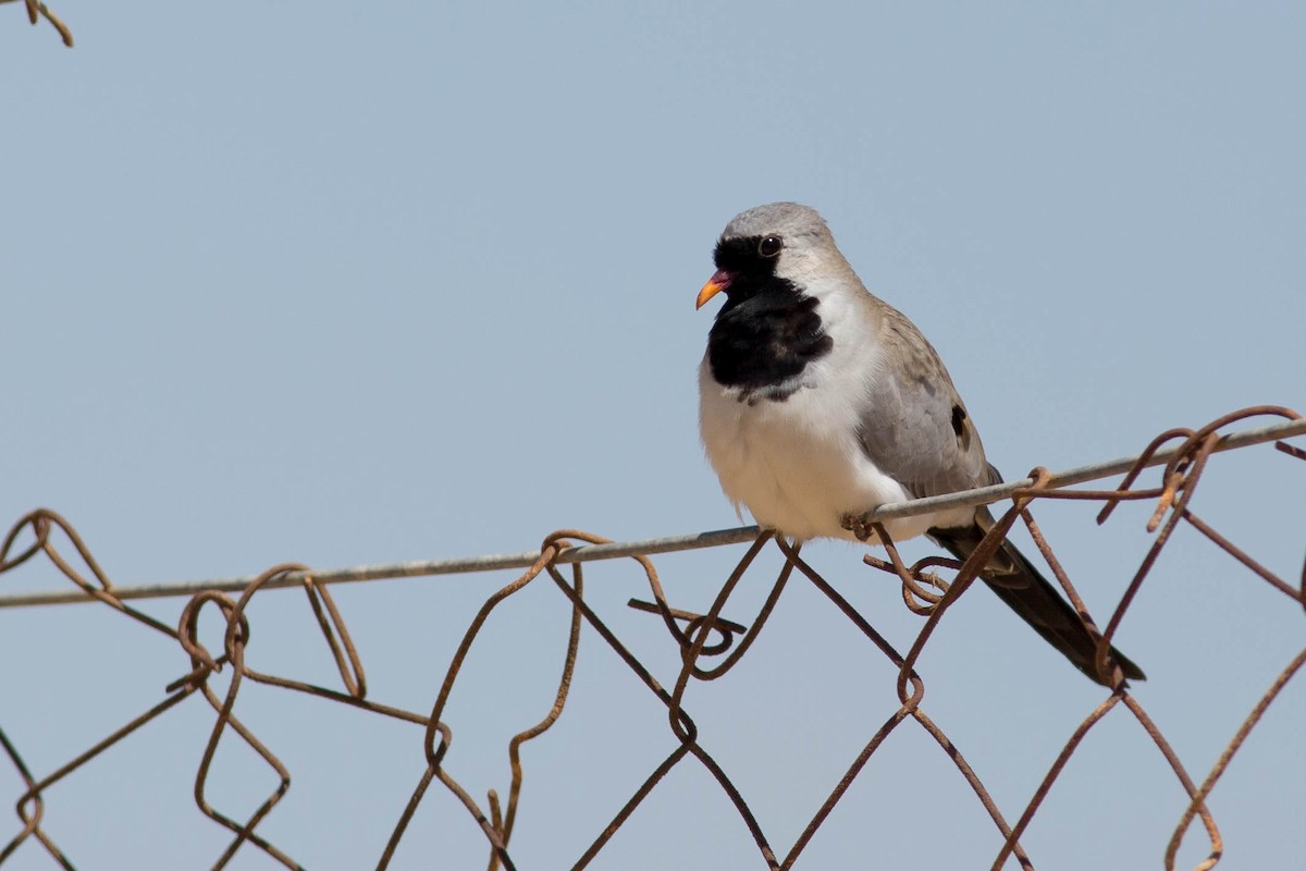 Namaqua Dove - ML621545963