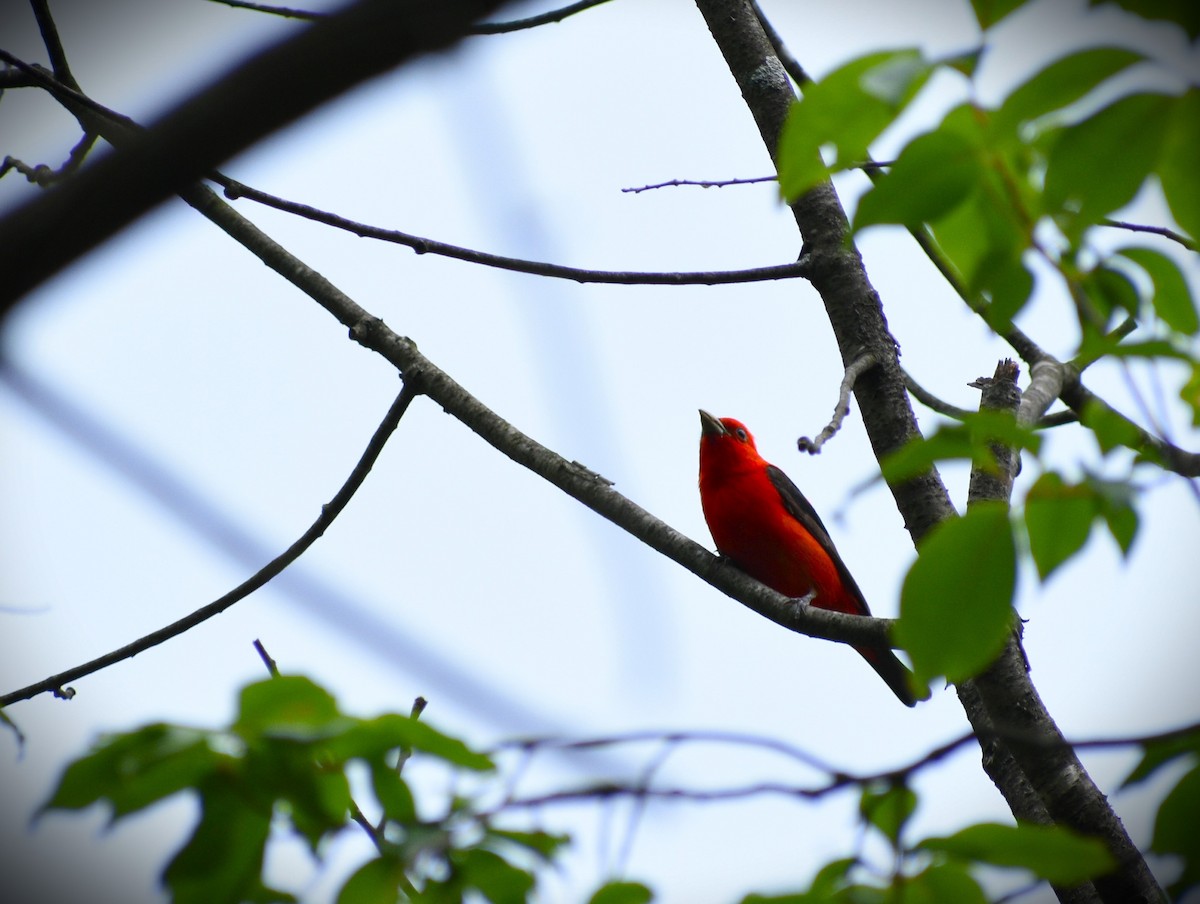 Scarlet Tanager - ML621546021