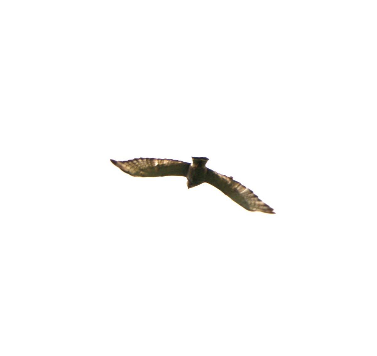 Broad-winged Hawk - ML621546027