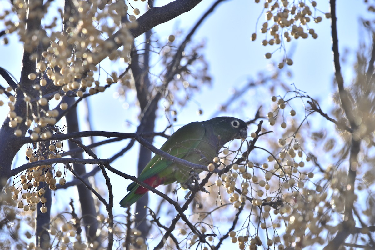 アケボノインコモドキ - ML621546086