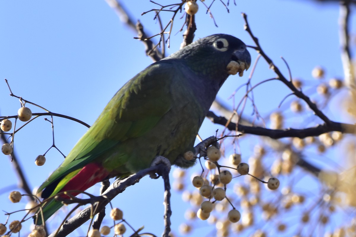 アケボノインコモドキ - ML621546087