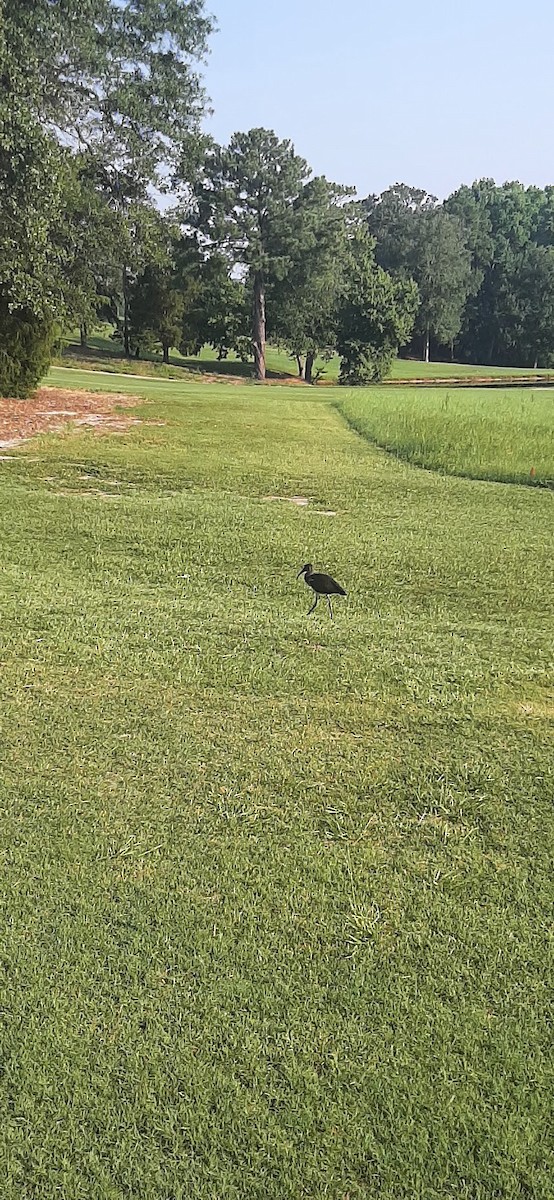 White Ibis - ML621546156