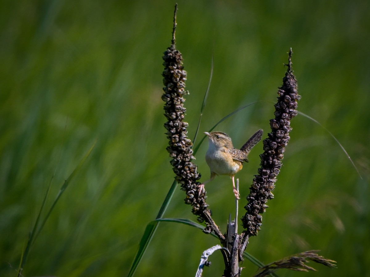 Sedge Wren - ML621546165