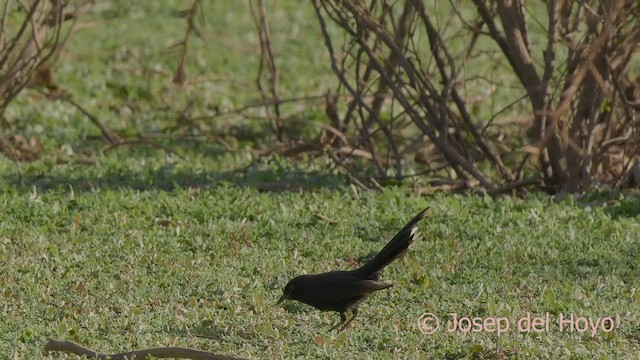 Black Scrub-Robin - ML621546169