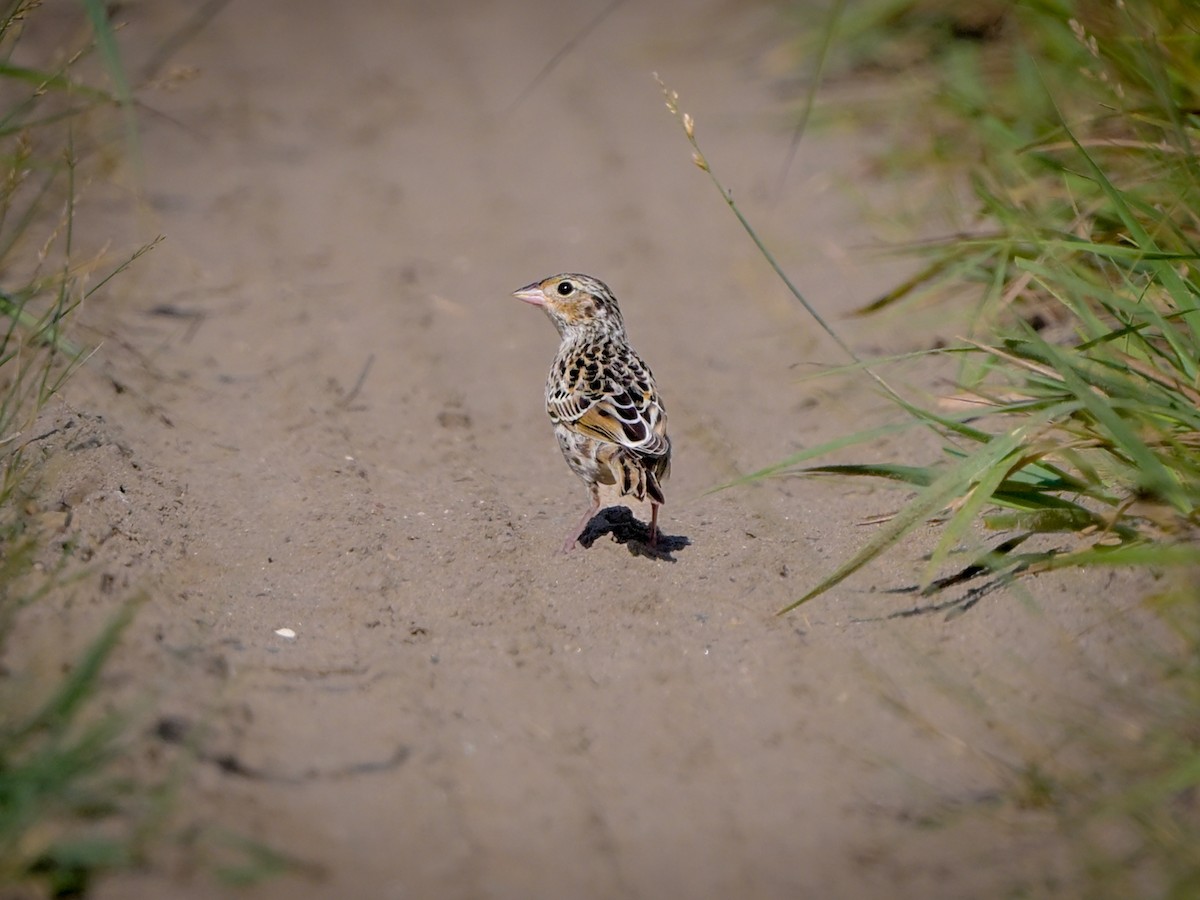 Grasshopper Sparrow - ML621546170