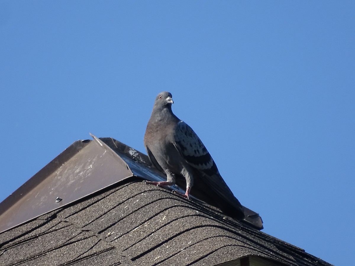 Rock Pigeon (Feral Pigeon) - ML621546267