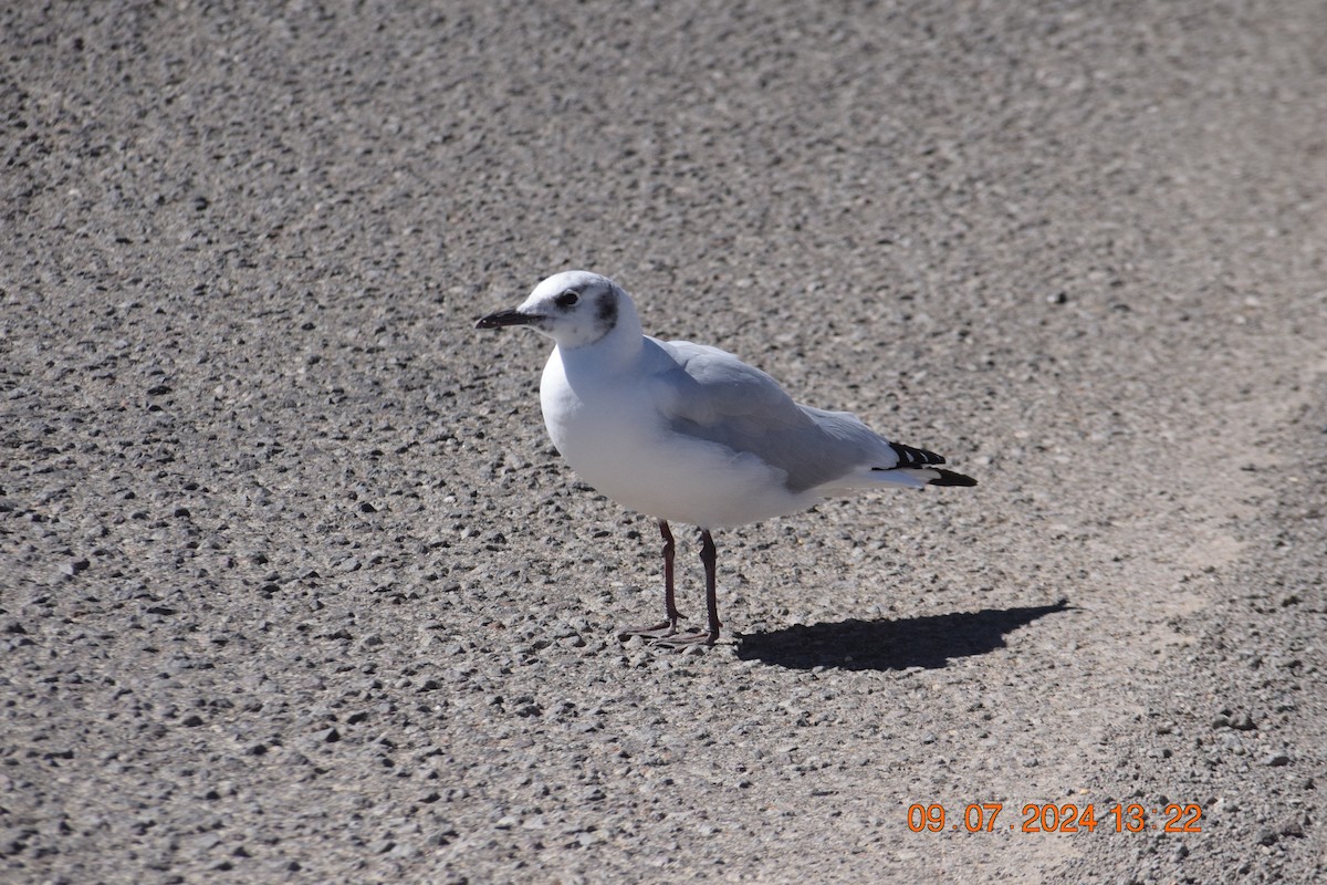 Gaviota Andina - ML621546274