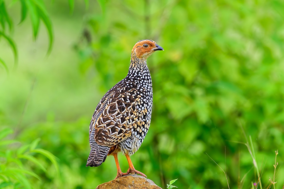 Painted Francolin - Ganesh Gore