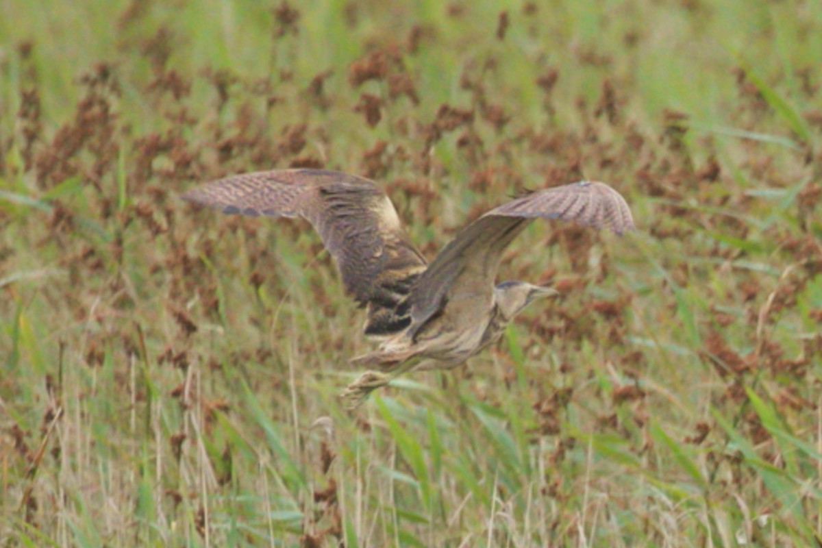 Eurasian Bittern - ML621546363