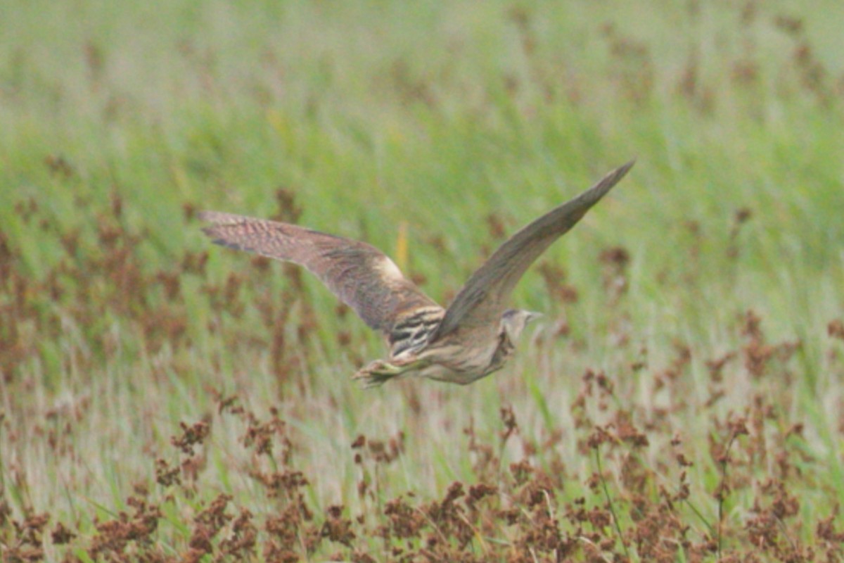 Eurasian Bittern - ML621546364