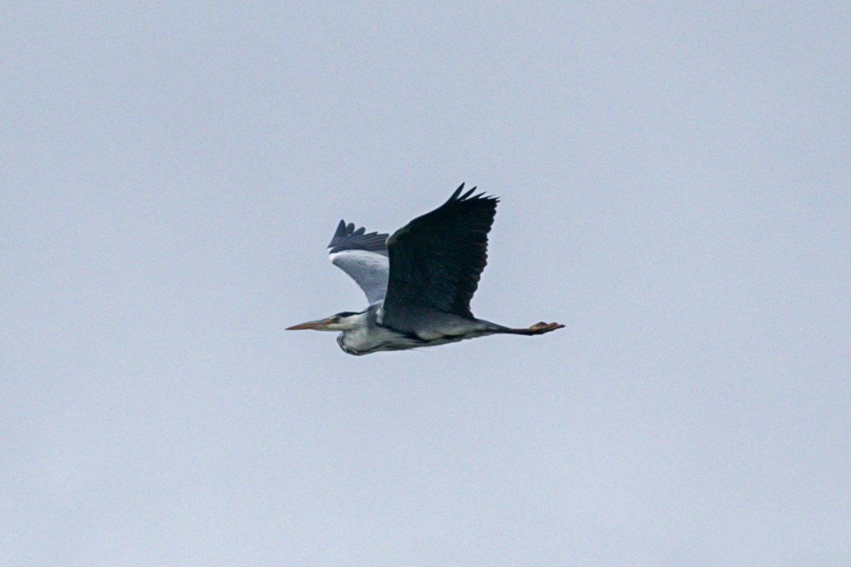 Gray Heron - ML621546377