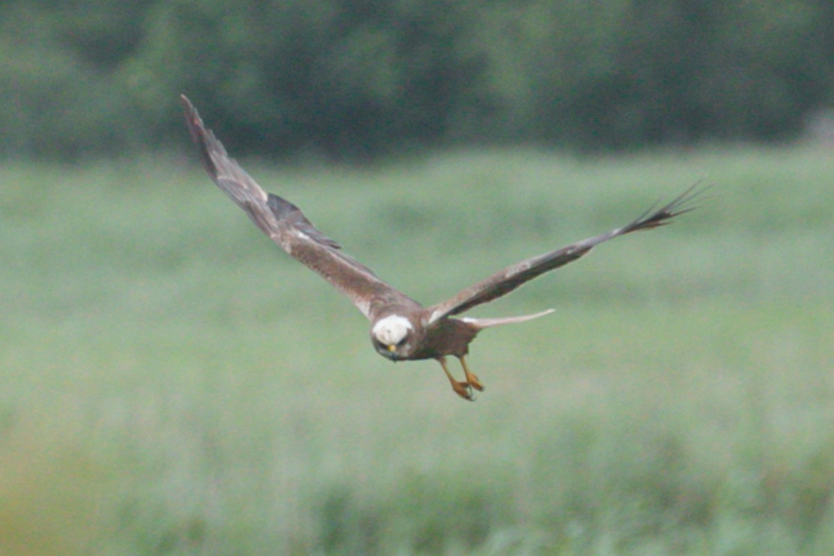 Western Marsh Harrier - ML621546378