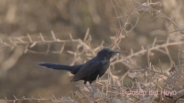 Black Scrub-Robin - ML621546423