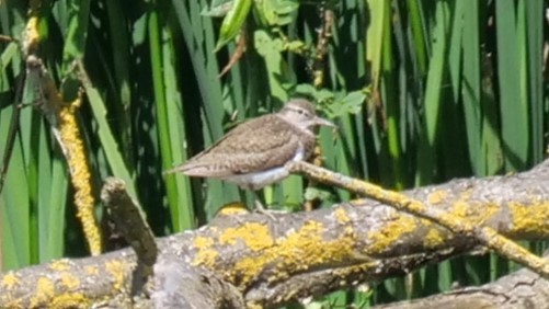 Wood Sandpiper - ML621546425