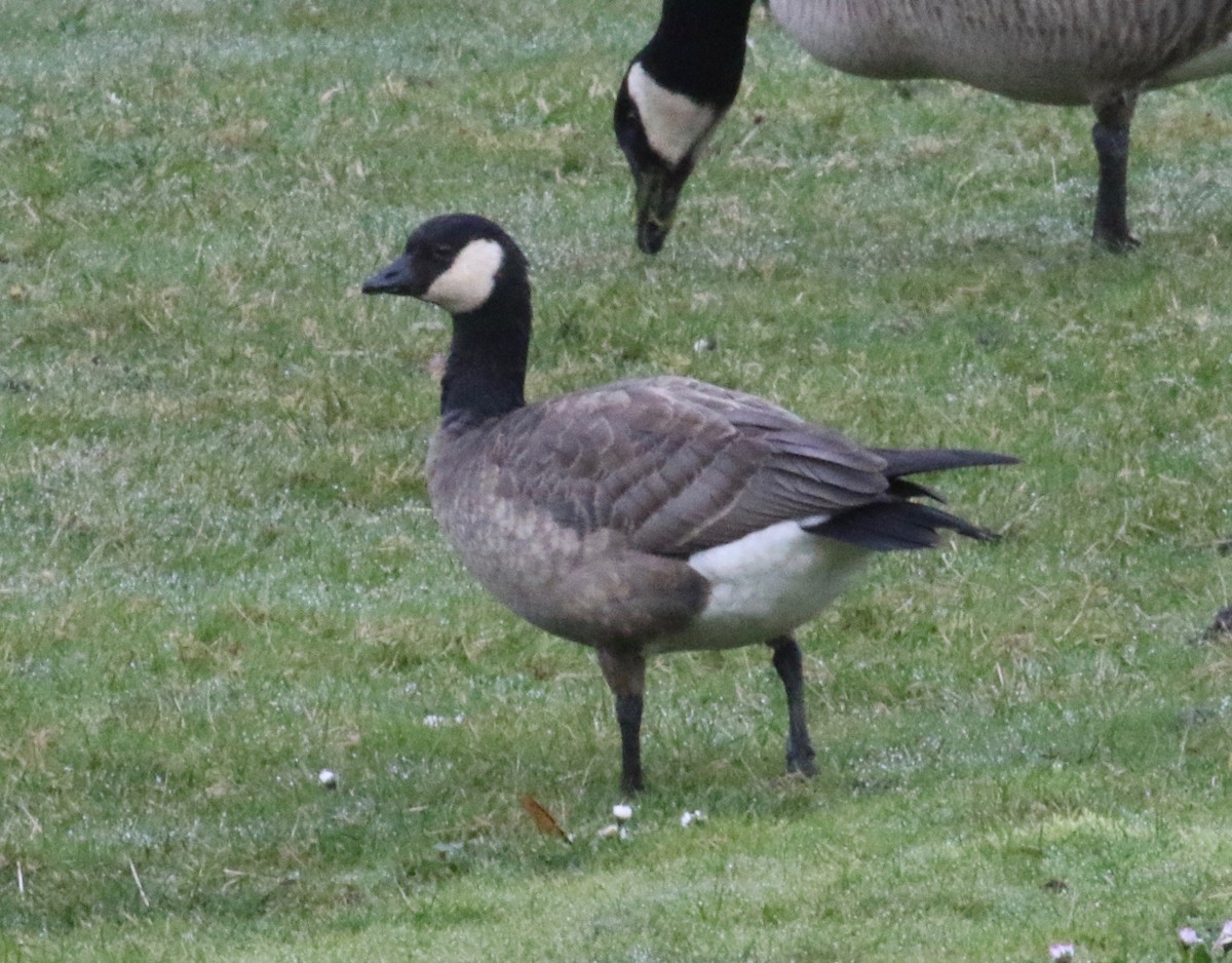 Cackling Goose (minima) - ML621546451
