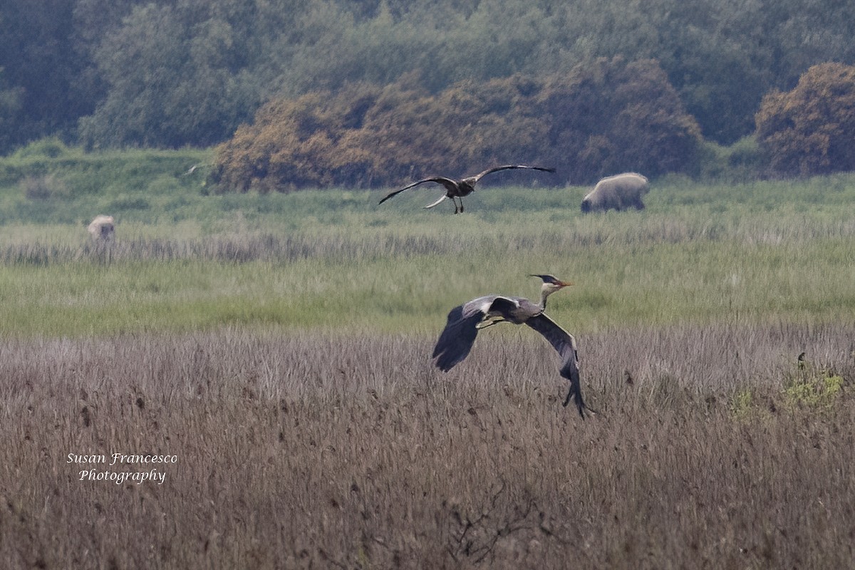 Gray Heron - Susan Francesco