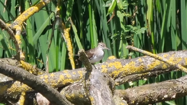 Wood Sandpiper - ML621546573