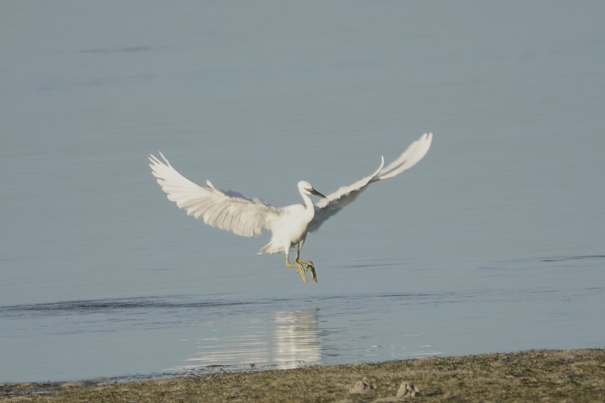 Pacific Reef-Heron - SHUJI SAKATA