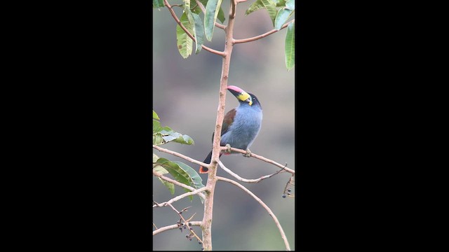 Gray-breasted Mountain-Toucan - ML621546763