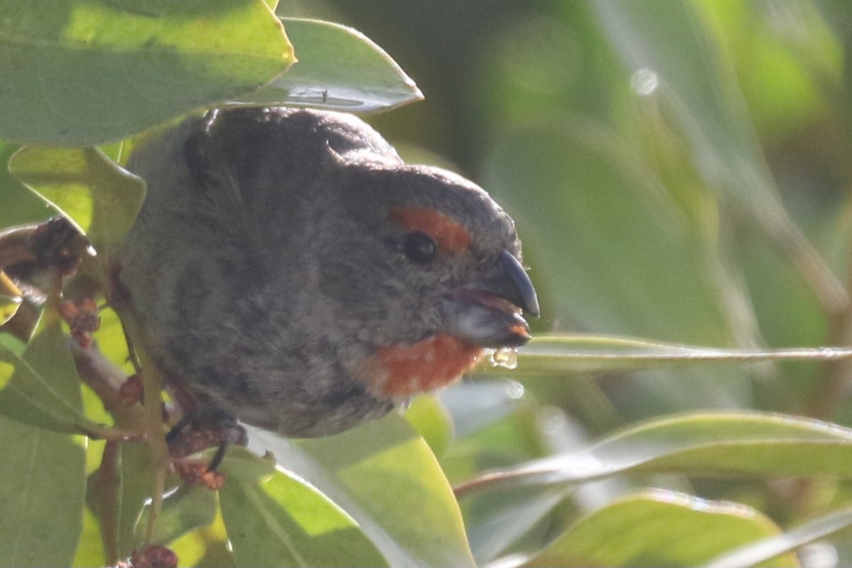 Greater Antillean Bullfinch - ML621546773