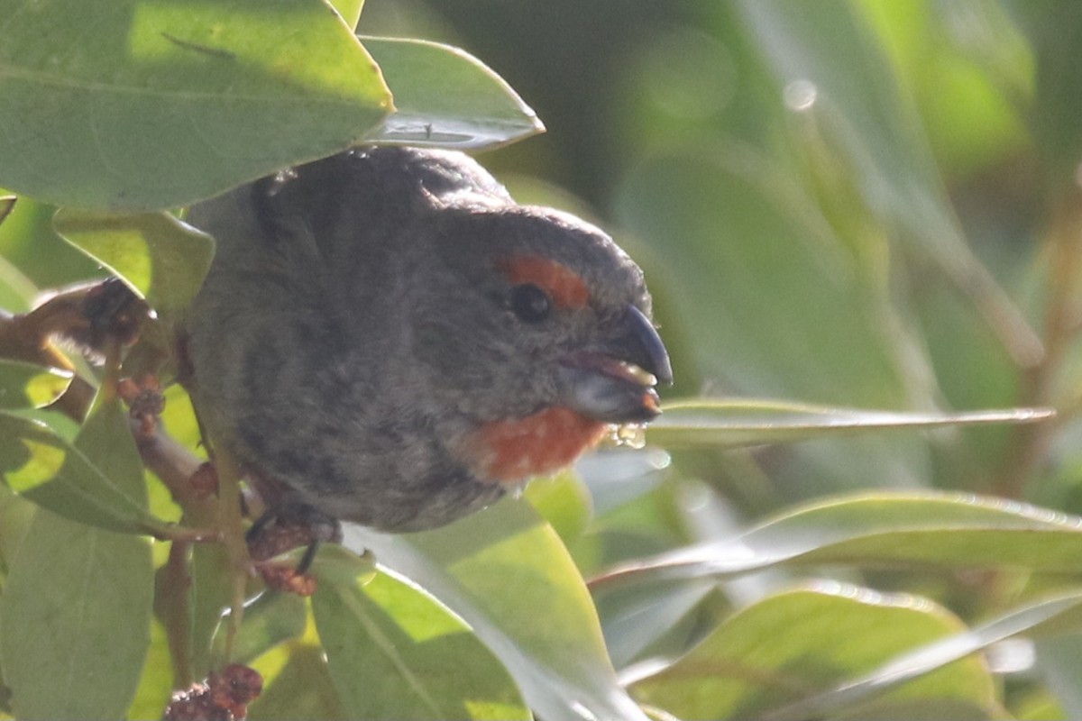 Greater Antillean Bullfinch - ML621546774