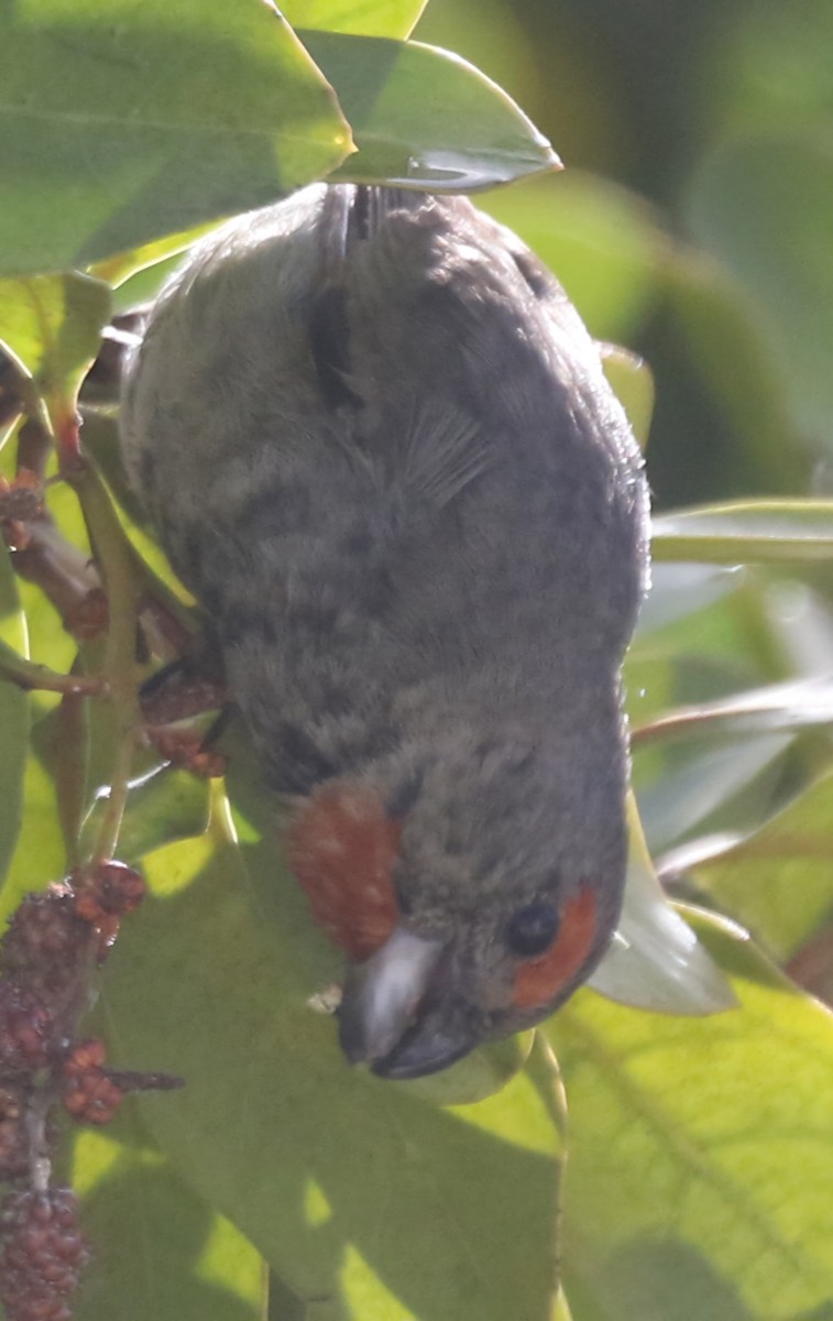 Greater Antillean Bullfinch - ML621546775