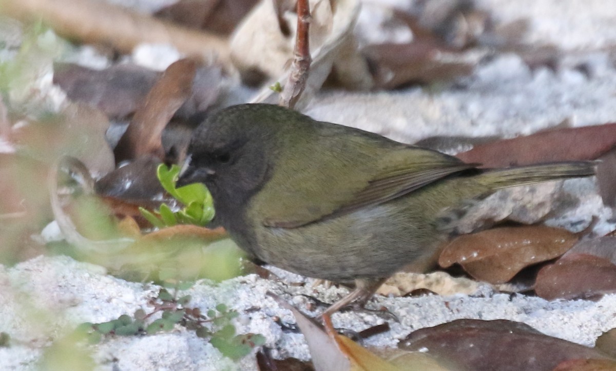 Black-faced Grassquit - ML621546784