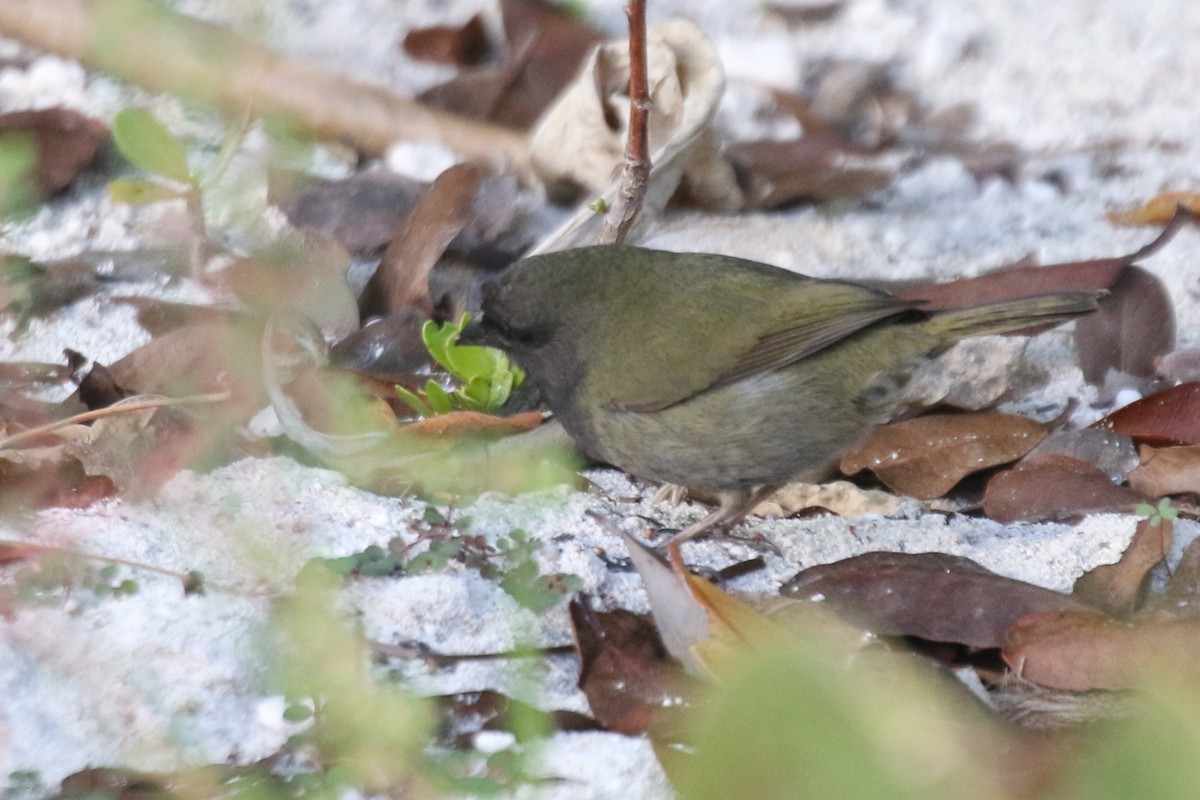 Black-faced Grassquit - ML621546785