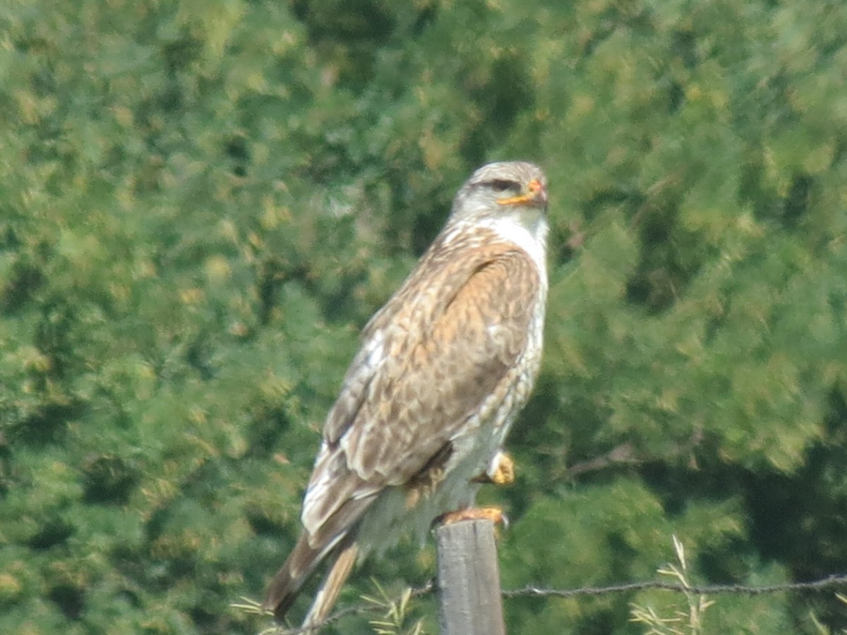 Ferruginous Hawk - ML621546789