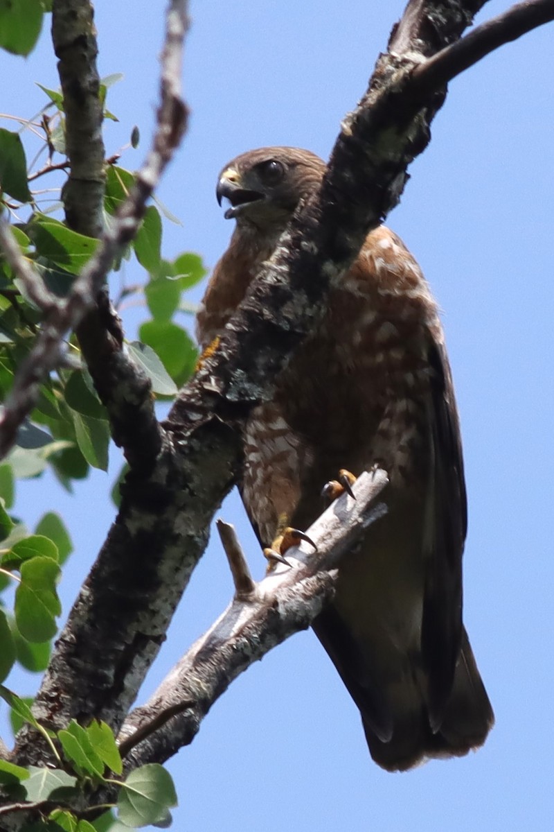 Broad-winged Hawk - ML621546814