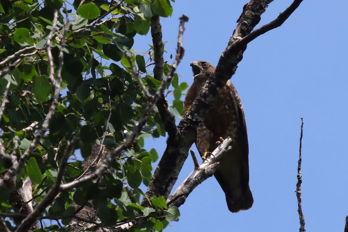 Broad-winged Hawk - ML621546815