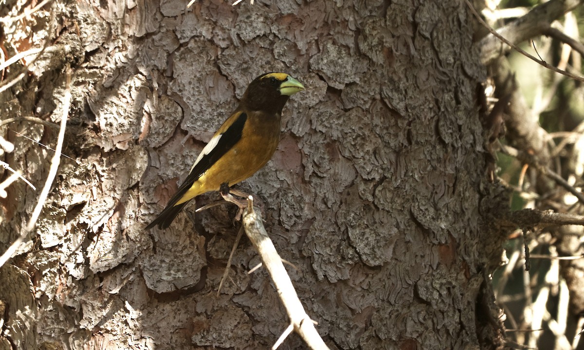 Evening Grosbeak - ML621546822