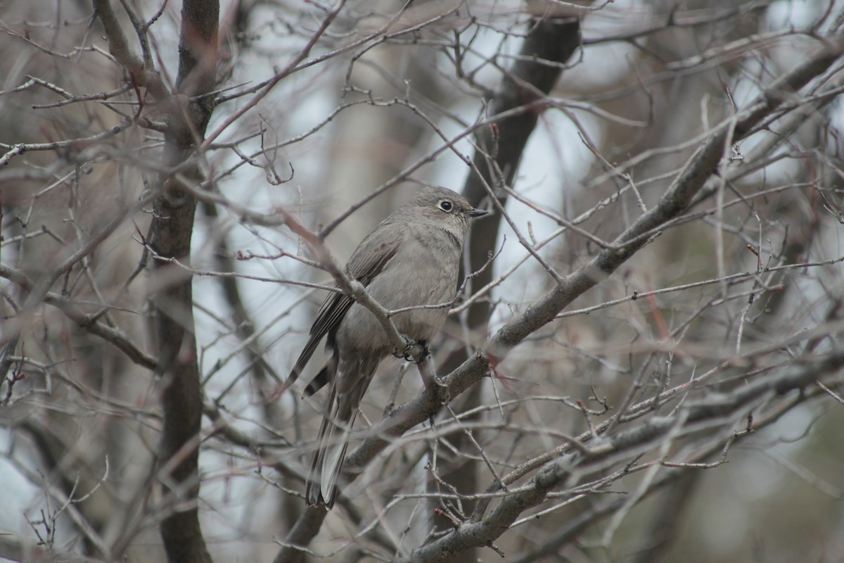 Townsend's Solitaire - ML621546881