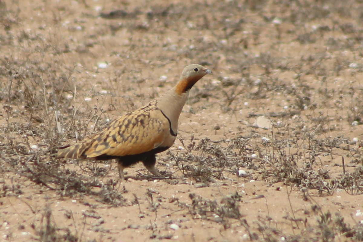 Black-bellied Sandgrouse - ML621546916