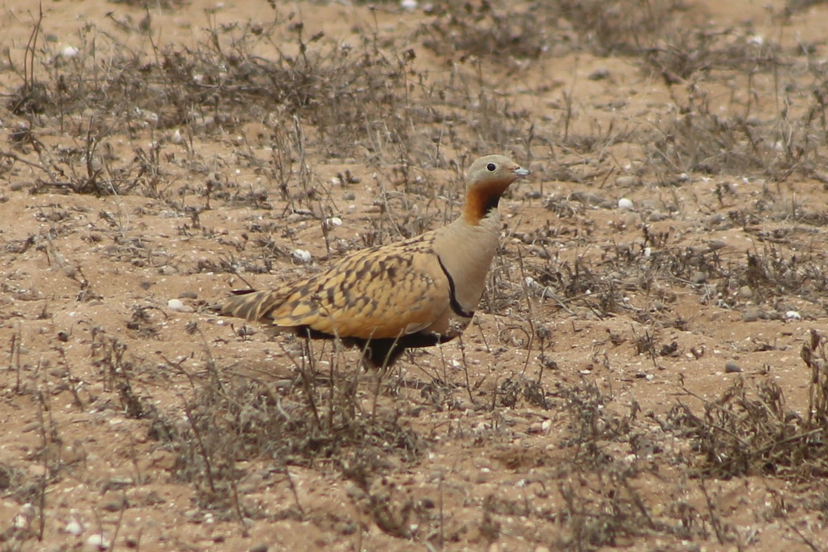 Black-bellied Sandgrouse - ML621546917